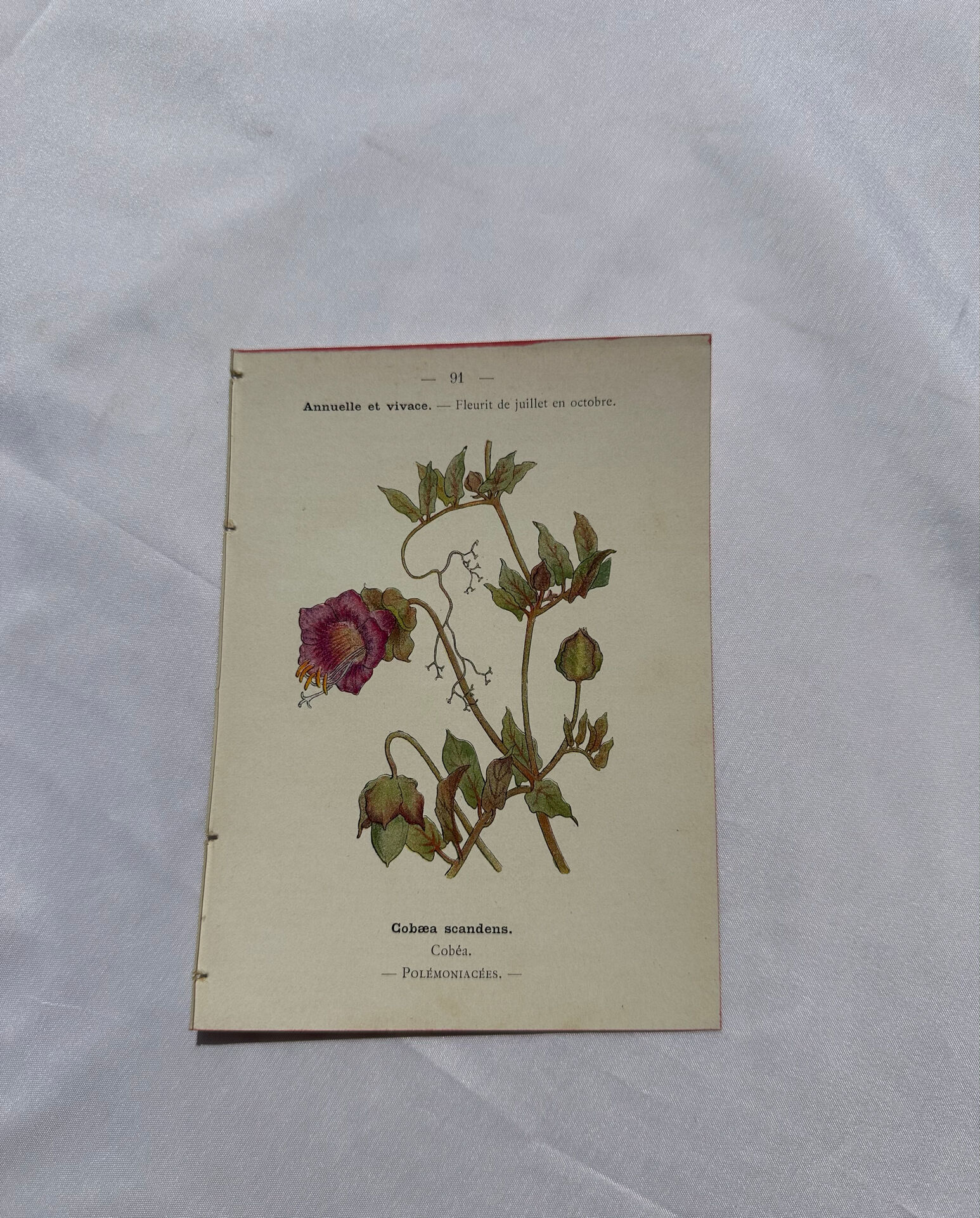 🌿 Botanical Plate Old Naturalist Engraving 19th Century Double-Sided A