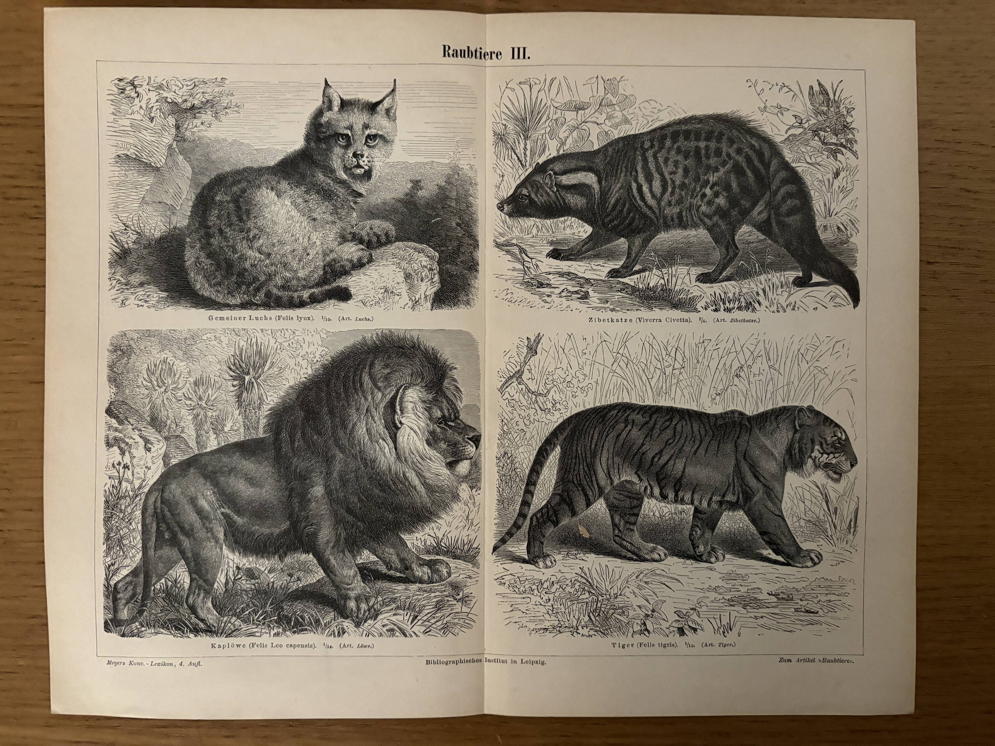 Vintage engraving of felines (lion, tiger, lynx) – 1890