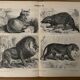 Vintage engraving of felines (lion, tiger, lynx) – 1890