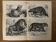 Vintage engraving of felines (lion, tiger, lynx) – 1890
