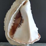 Cameo seashell night light with mythological decor