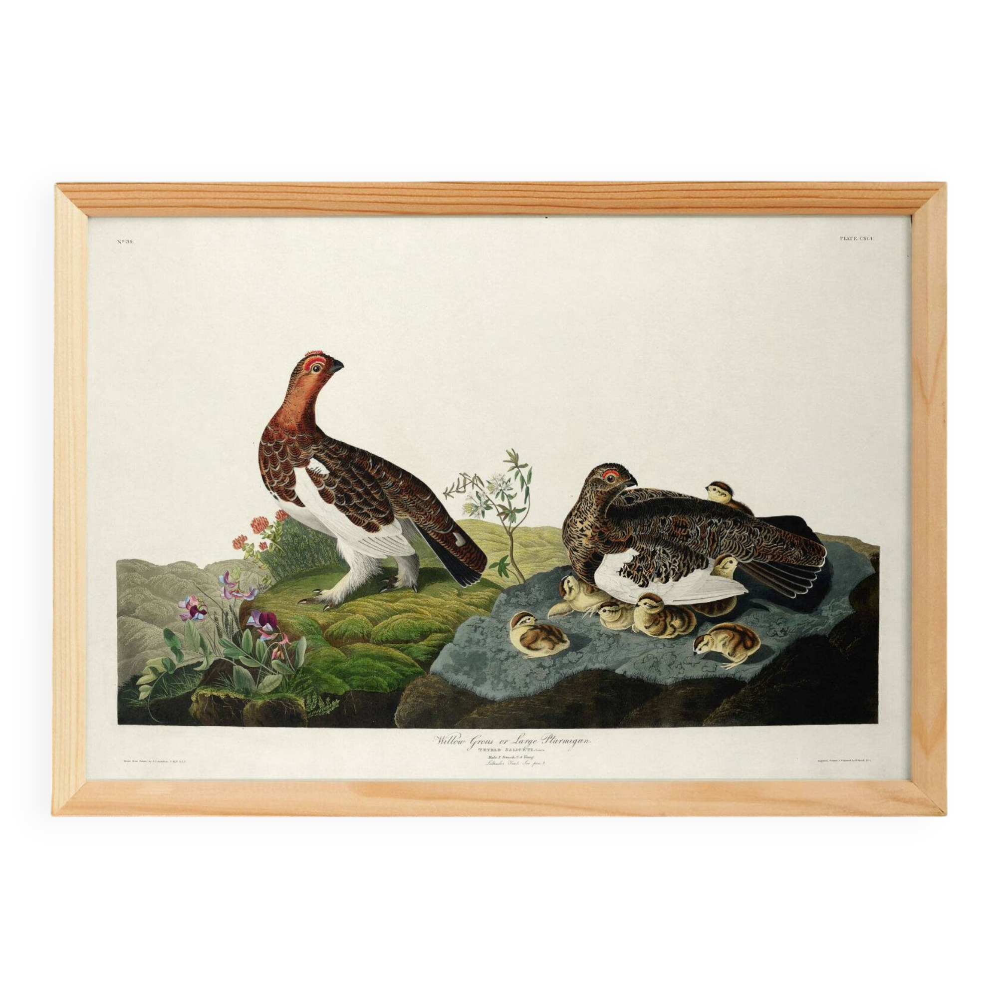 Poster about the Willow Ptarmigan, based on an old engraving from 1827.