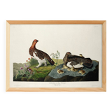 Poster about the Willow Ptarmigan, based on an old engraving from 1827.