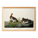 Poster about the Willow Ptarmigan, based on an old engraving from 1827.