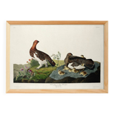 Affiche sur le Lagopède des saules, d’après une gravure ancienne de 1827.
