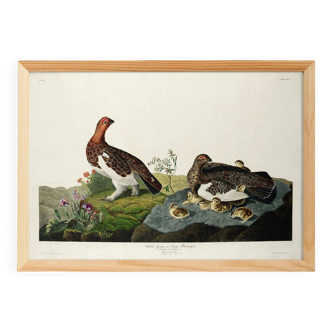 Poster about the Willow Ptarmigan, based on an old engraving from 1827.