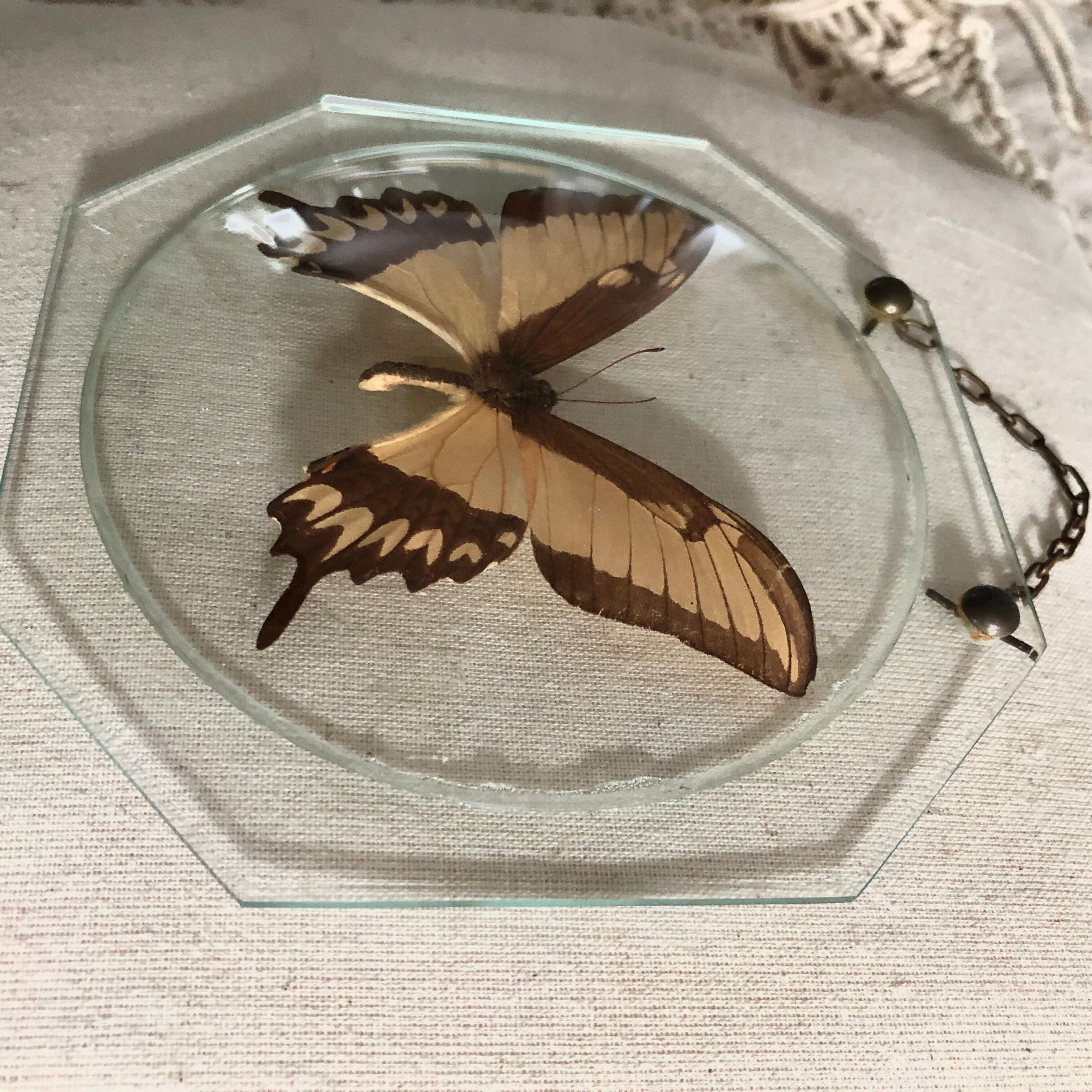 Naturalized butterfly under globe Napoleon III