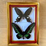 Naturalized butterfly frame