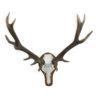 Large Red Deer Antlers Uneven 16 Ender XL Trophy Taxidermy