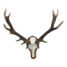 Large Red Deer Antlers Uneven 16 Ender XL Trophy Taxidermy