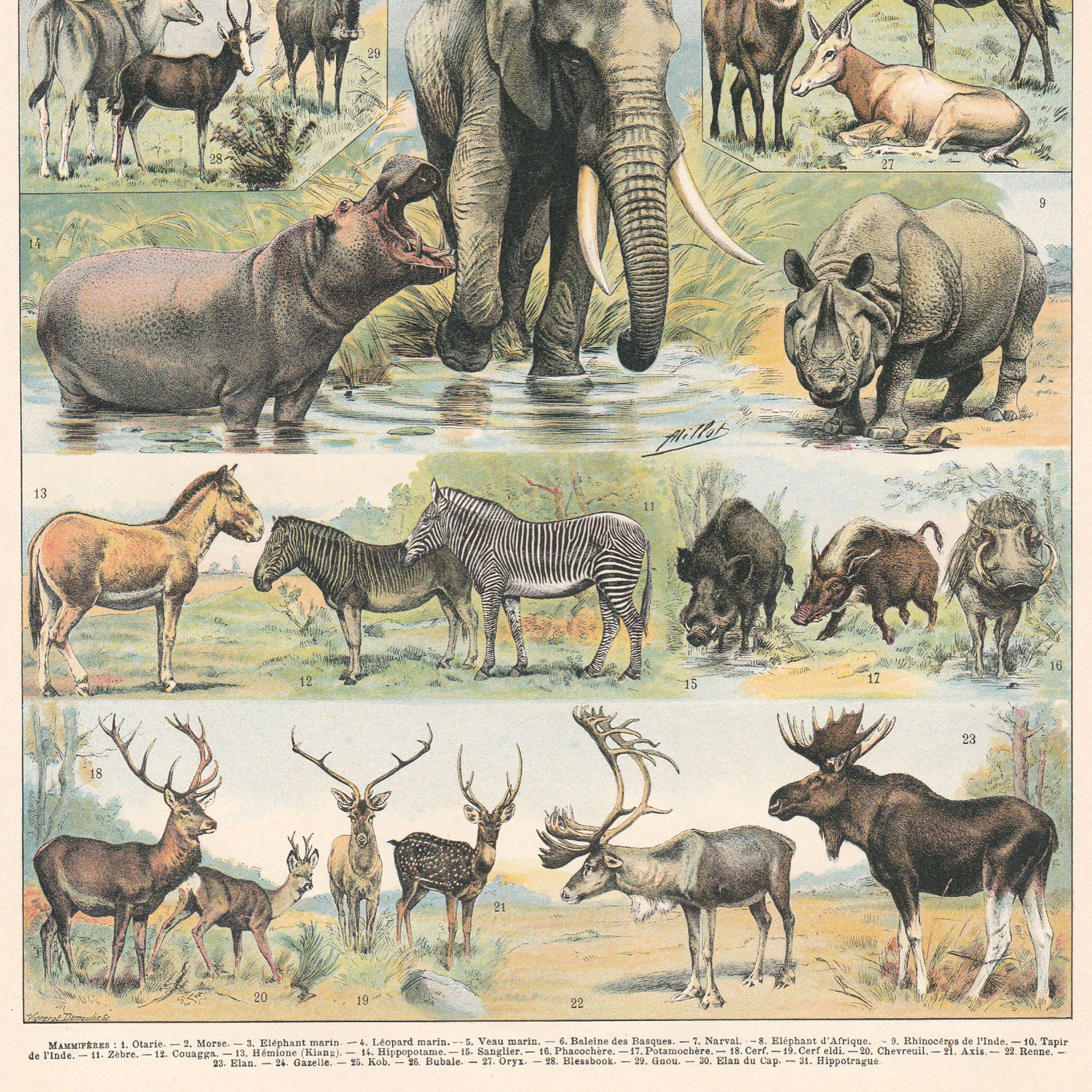 Old plate on mammals 1897