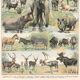 Planche ancienne sur les mammifères 1897
