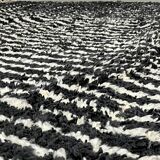 Tapis zebra maroccain en laine 200cmx300cm