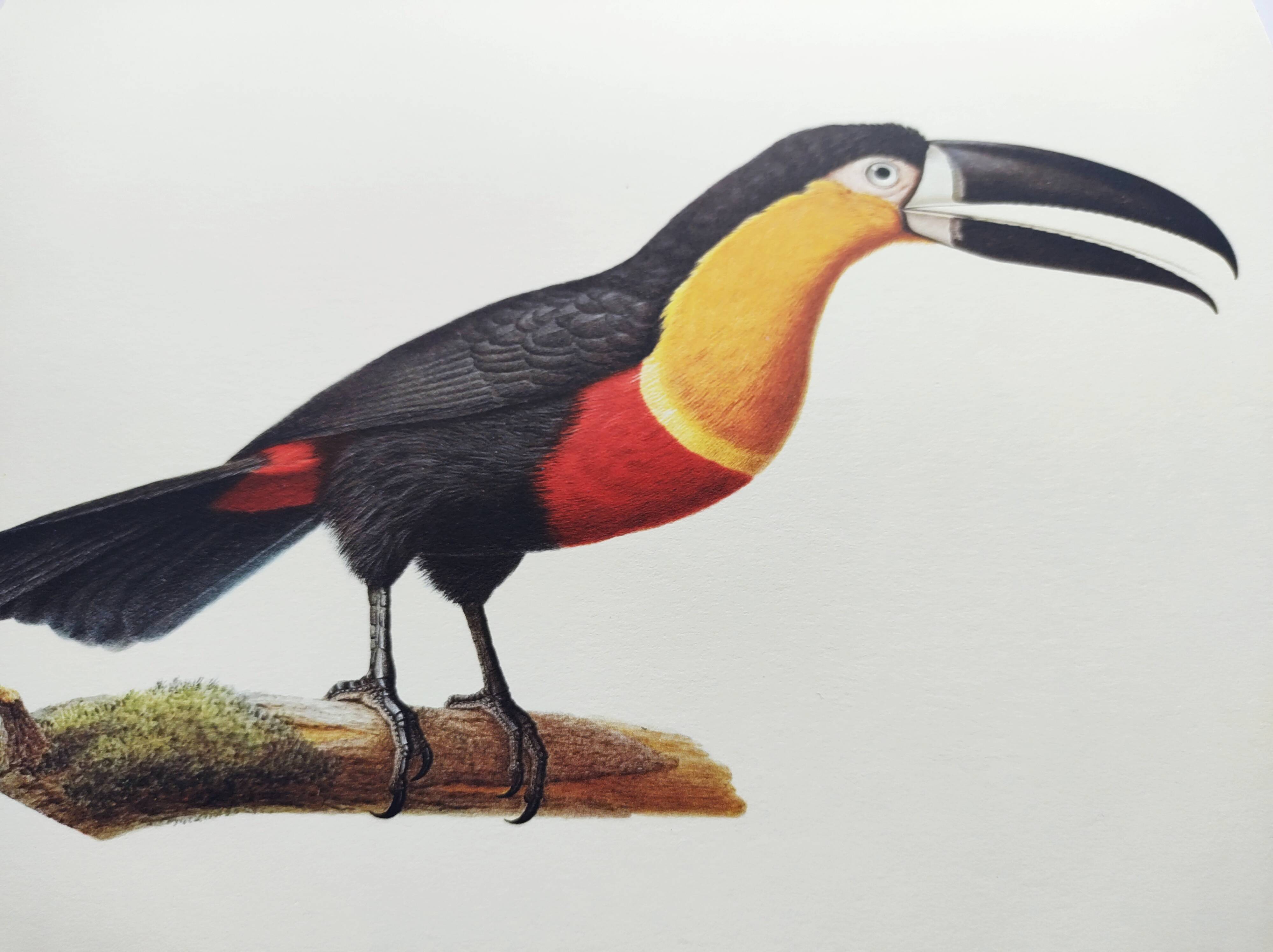 Antique plate -Toucan of Para- Vintage illustration from 1970 birds Huet