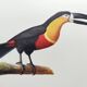 Antique plate -Toucan of Para- Vintage illustration from 1970 birds Huet