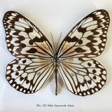 Butterfly frame "Idea leuconoë clara"