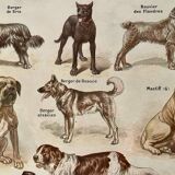 Lithograph on dogs - 1920