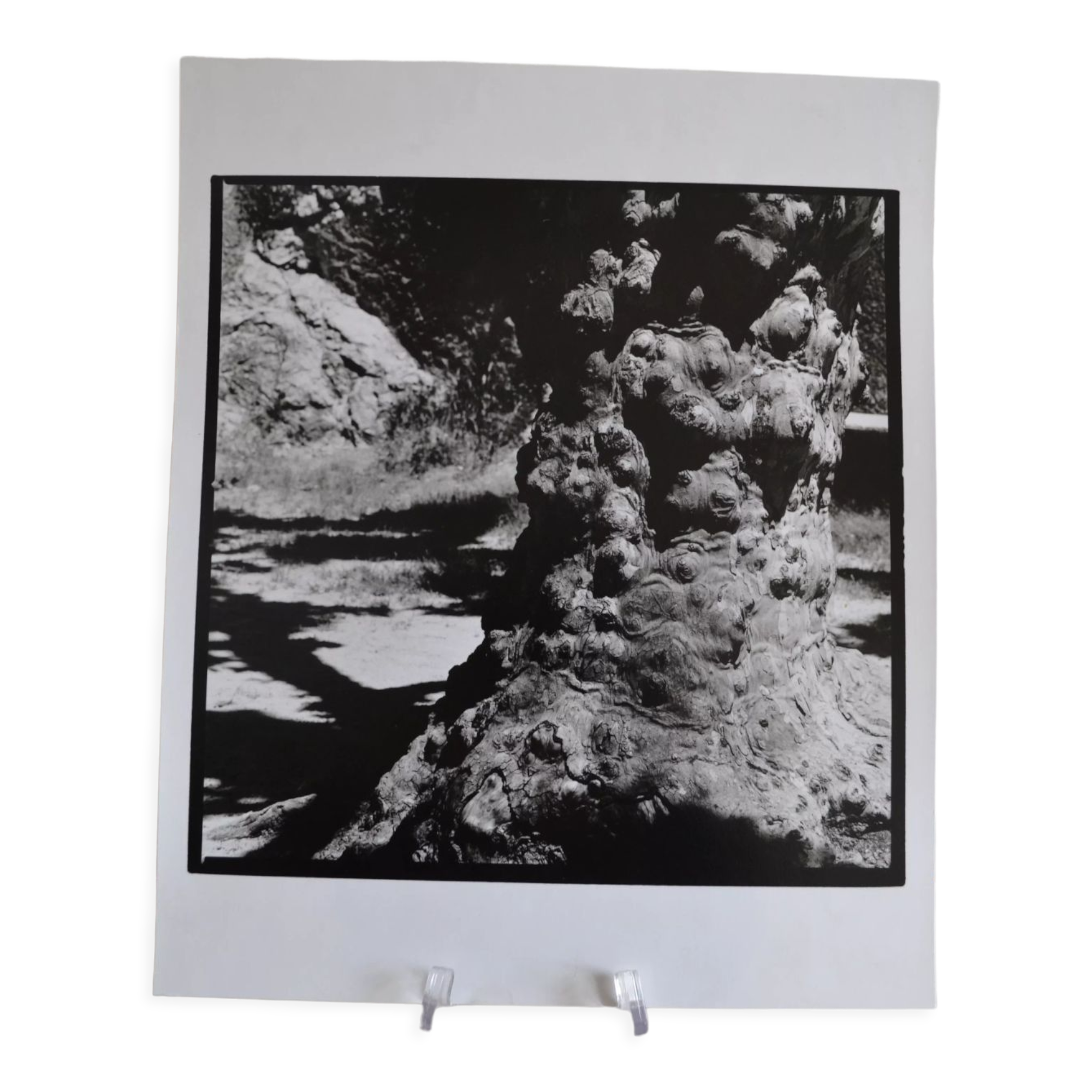 Anonymous silver photo tree circa 1970