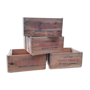 Lot de 4 caisses chicorée