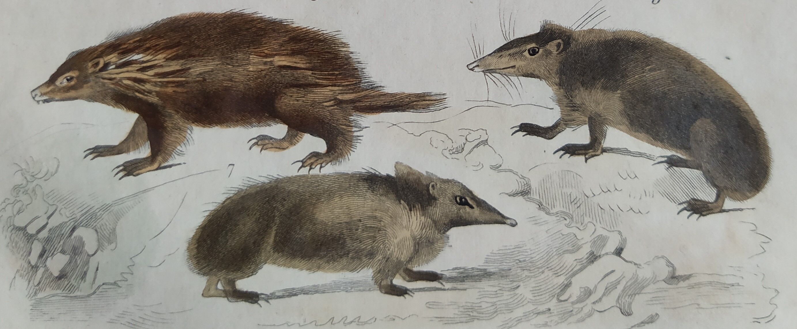 Original zoological plate "porcupine, Malaca porcupine, coendou,... - Buffon 1838