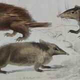 Original zoological plate " porcupine, porcupine of malaca, coendou,... - buffon 1838