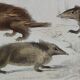 Original zoological plate "porcupine, Malaca porcupine, coendou,... - Buffon 1838