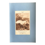 Planche vintage originale oiseau faucon