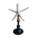 Sea star linckia laevigata