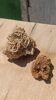 Roses des sables vintages
