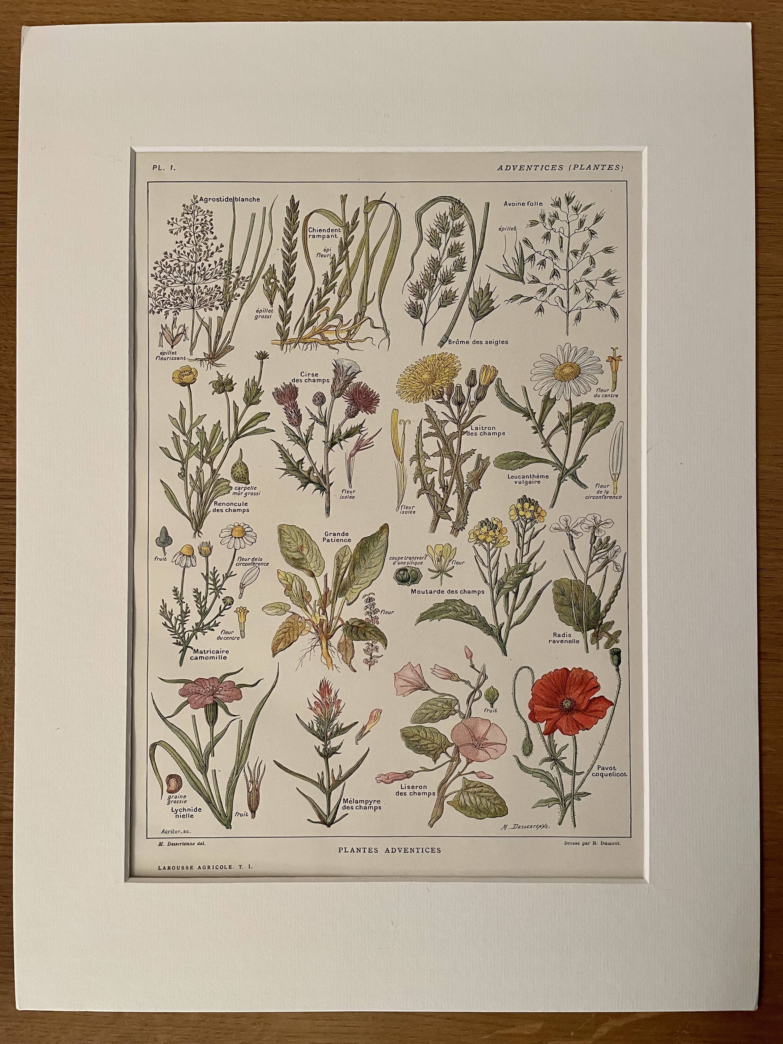 Lithograph weeds weeds - 1920