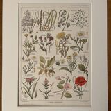 Lithograph weeds weeds - 1920