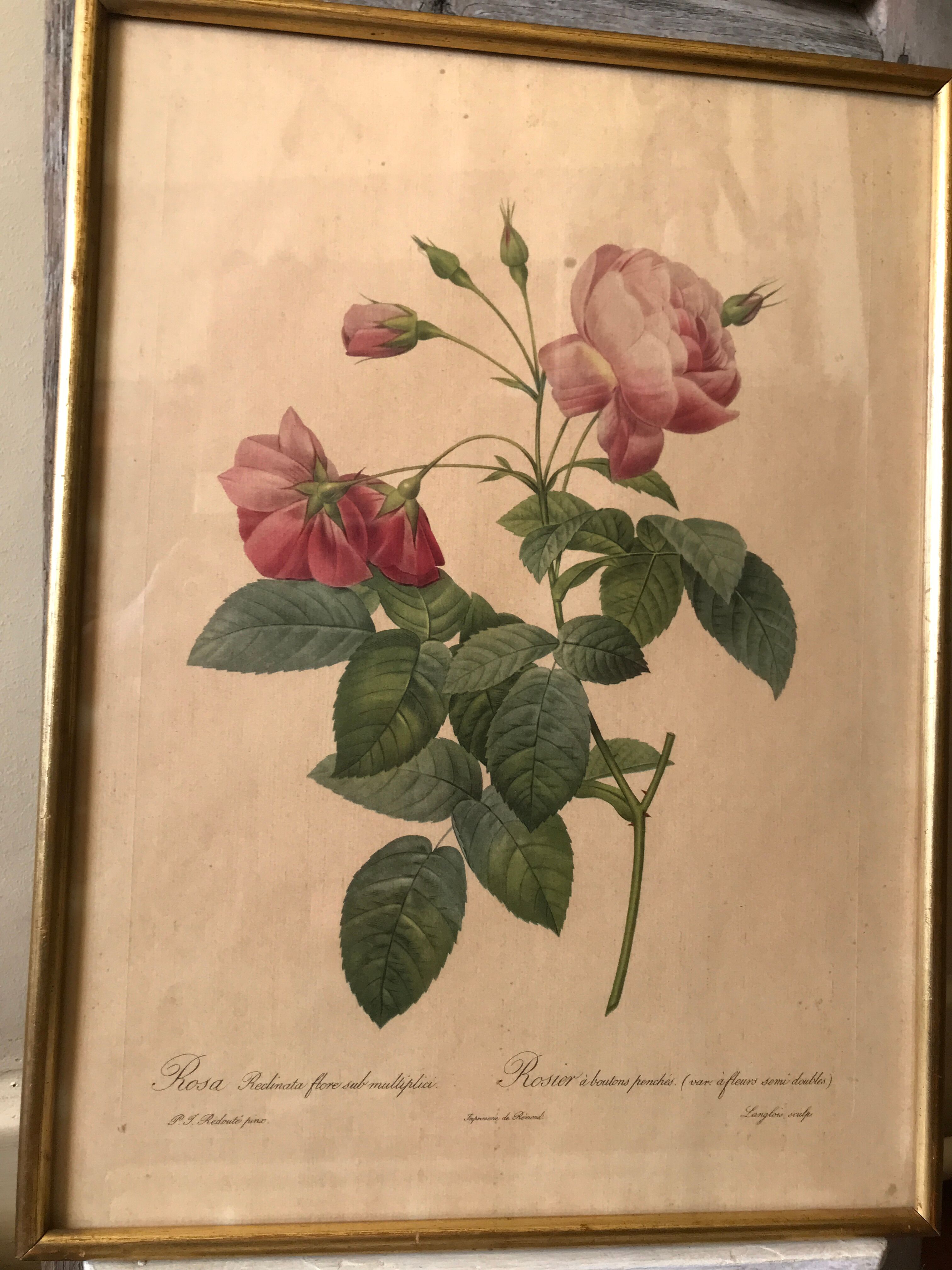 Lithographies Pierre Joseph Redouté