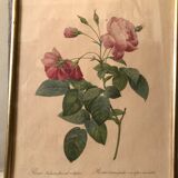 Lithographies Pierre Joseph Redouté