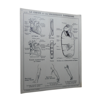 Hatier school poster map no. 9 blood circulation and 9 bis heart and blood vessels