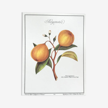 Bergamotier botanical board