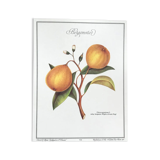 Bergamotier botanical board