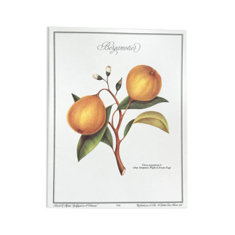 Bergamotier botanical board