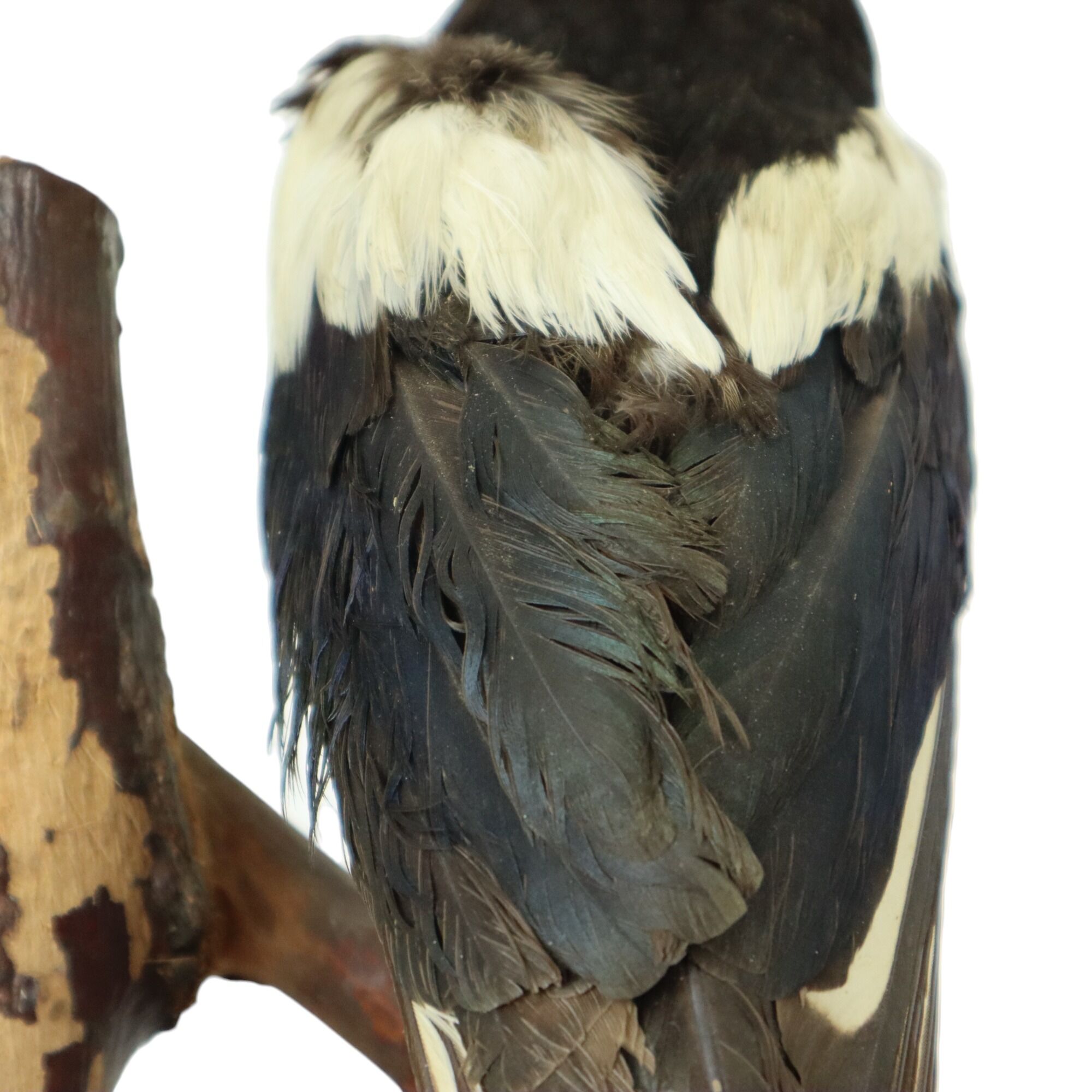 Taxidermy old stuffed bird magpie on branch wall decoration 40cm