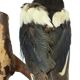 Taxidermy old stuffed bird magpie on branch wall decoration 40cm