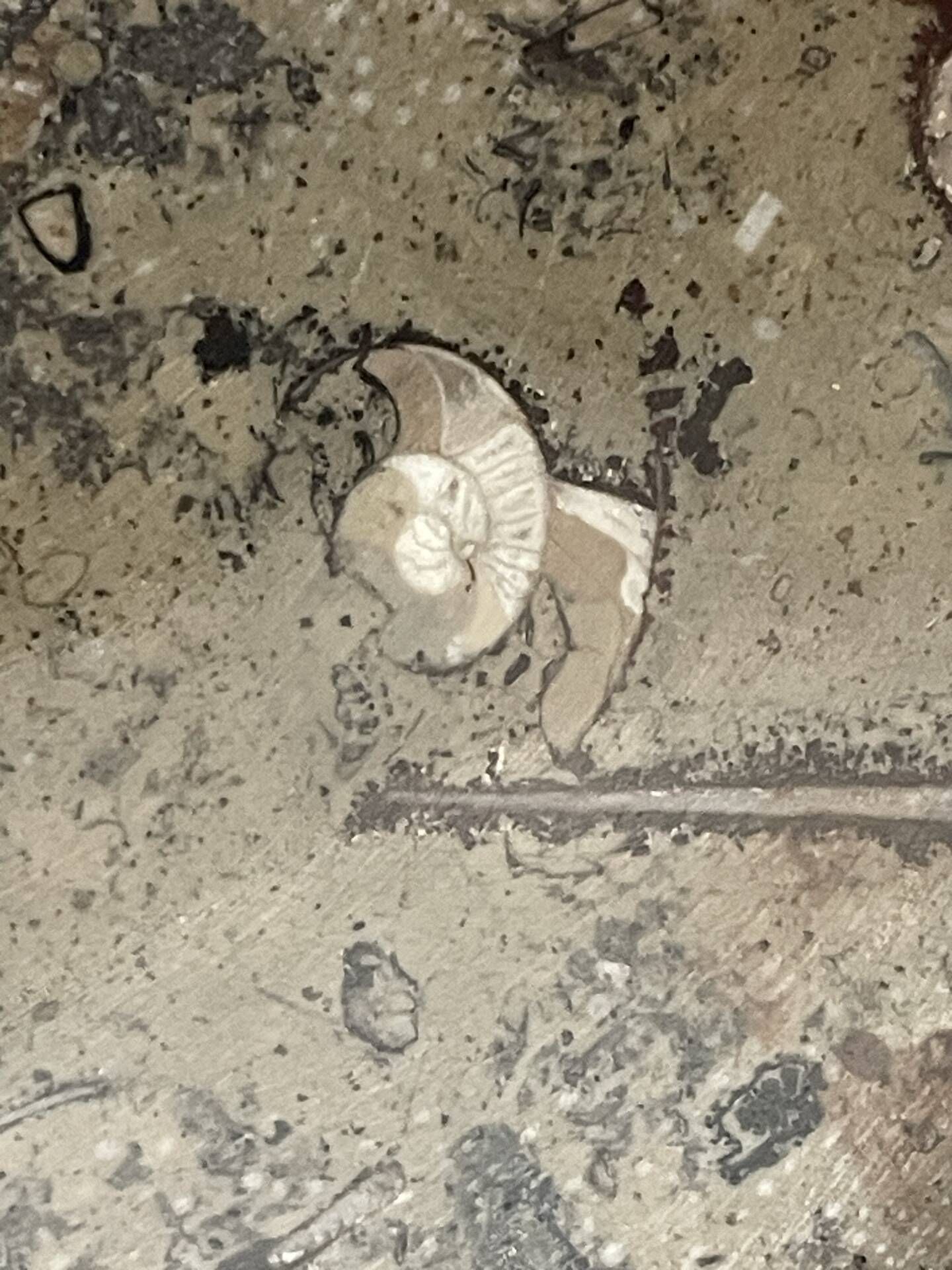 Round plate, fossil marble catch-all 35cm