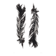 Tirage d'art Plumes Noires 50x70 par  Eawy