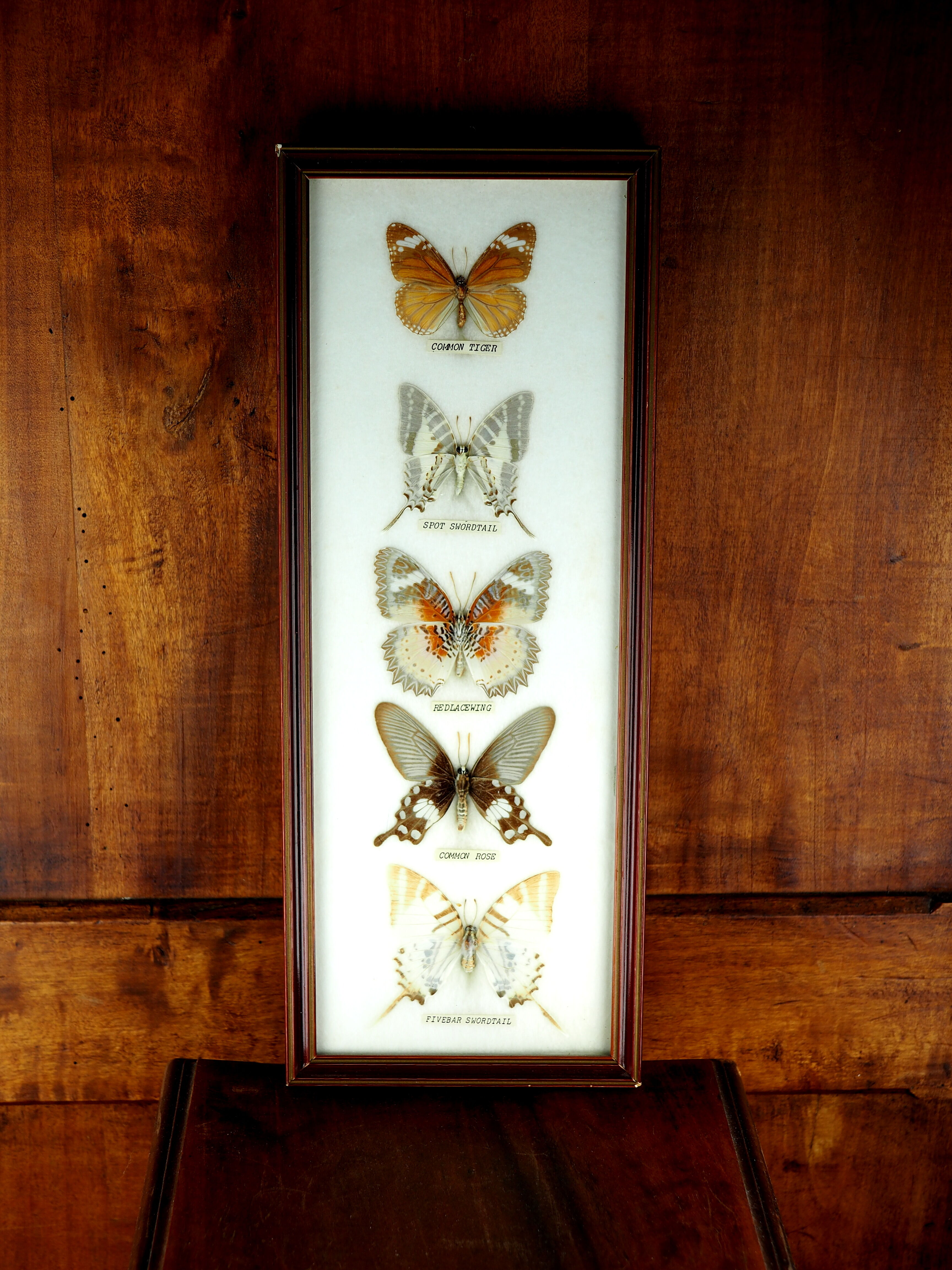 Five butterflies on cotton wool under frame - 60s / 70s