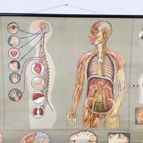 Educational pull-down Jung Koch school map human anatomy chart