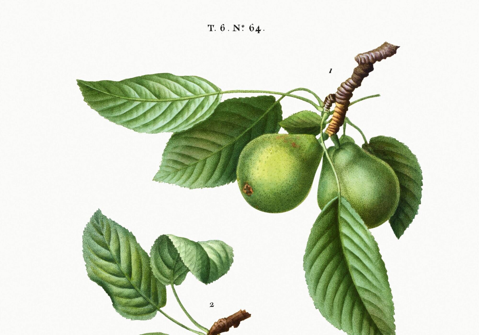 Affiche botanique sur les arbres fruitiers, d’après une oeuvre de 1802