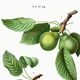 Affiche botanique sur les arbres fruitiers, d’après une oeuvre de 1802