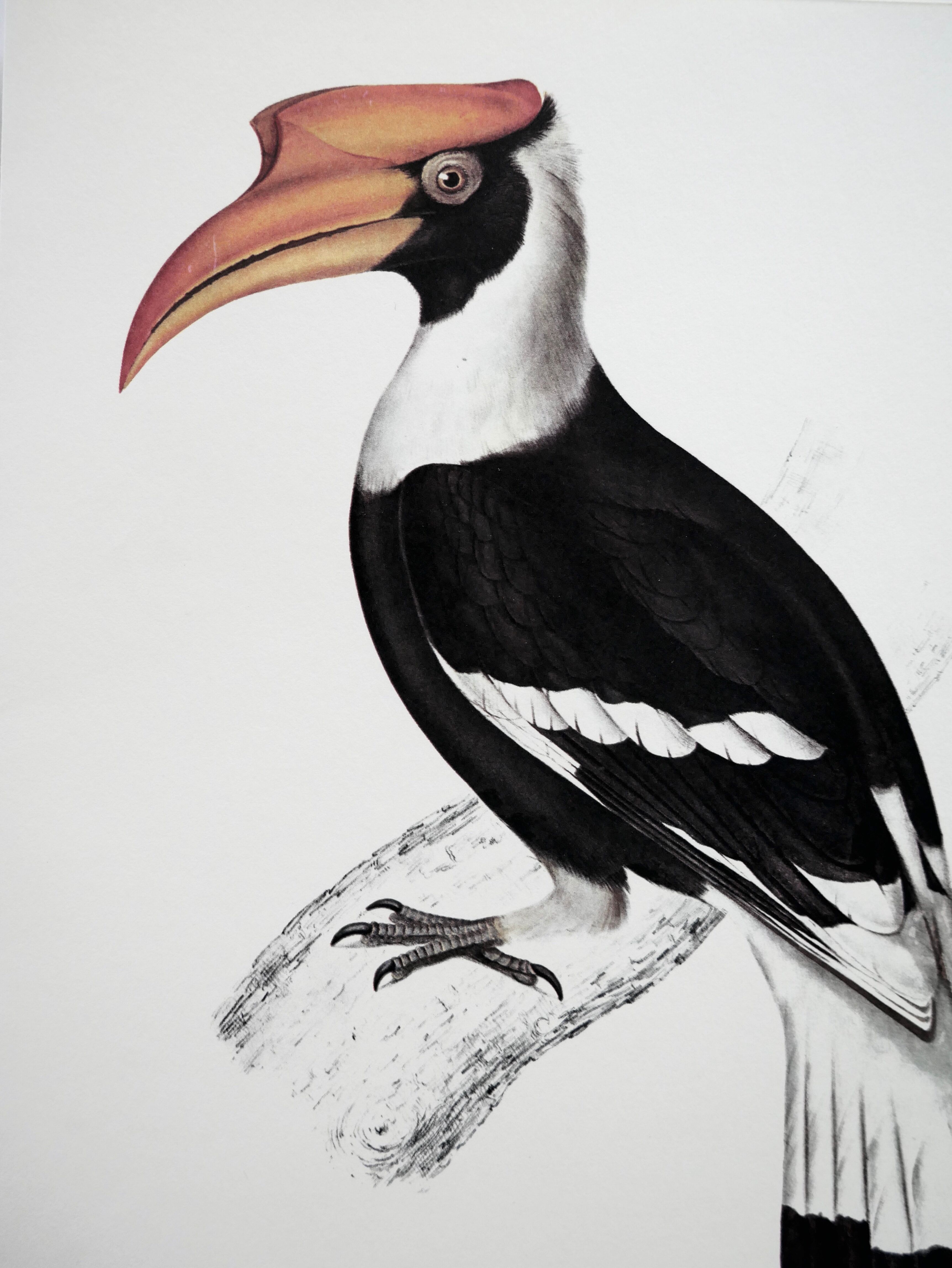 Ornithological board The Giant Calao