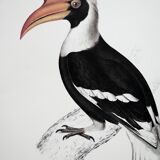 Ornithological board The Giant Calao