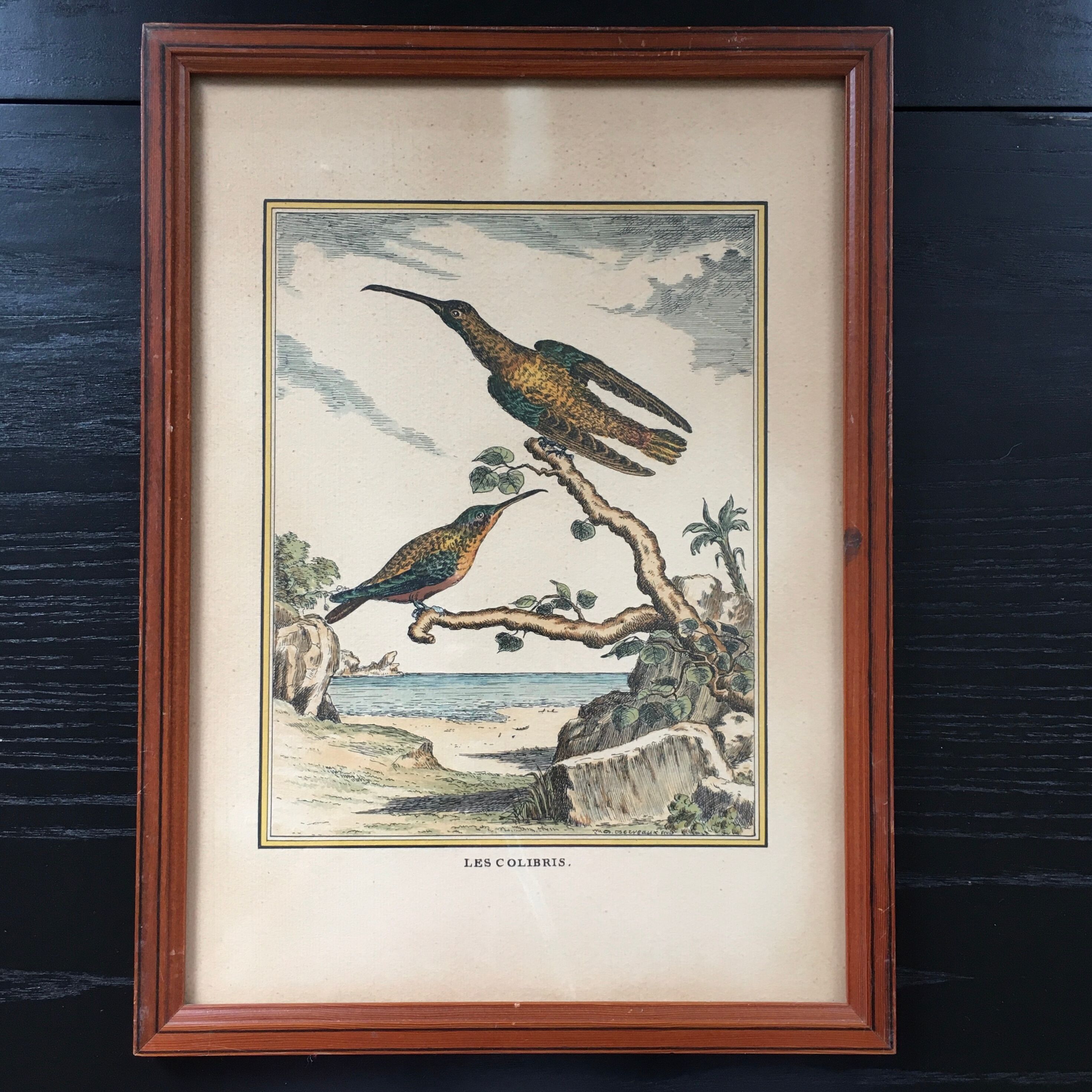 Illustration of hummingbirds.