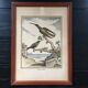 Illustration of hummingbirds.