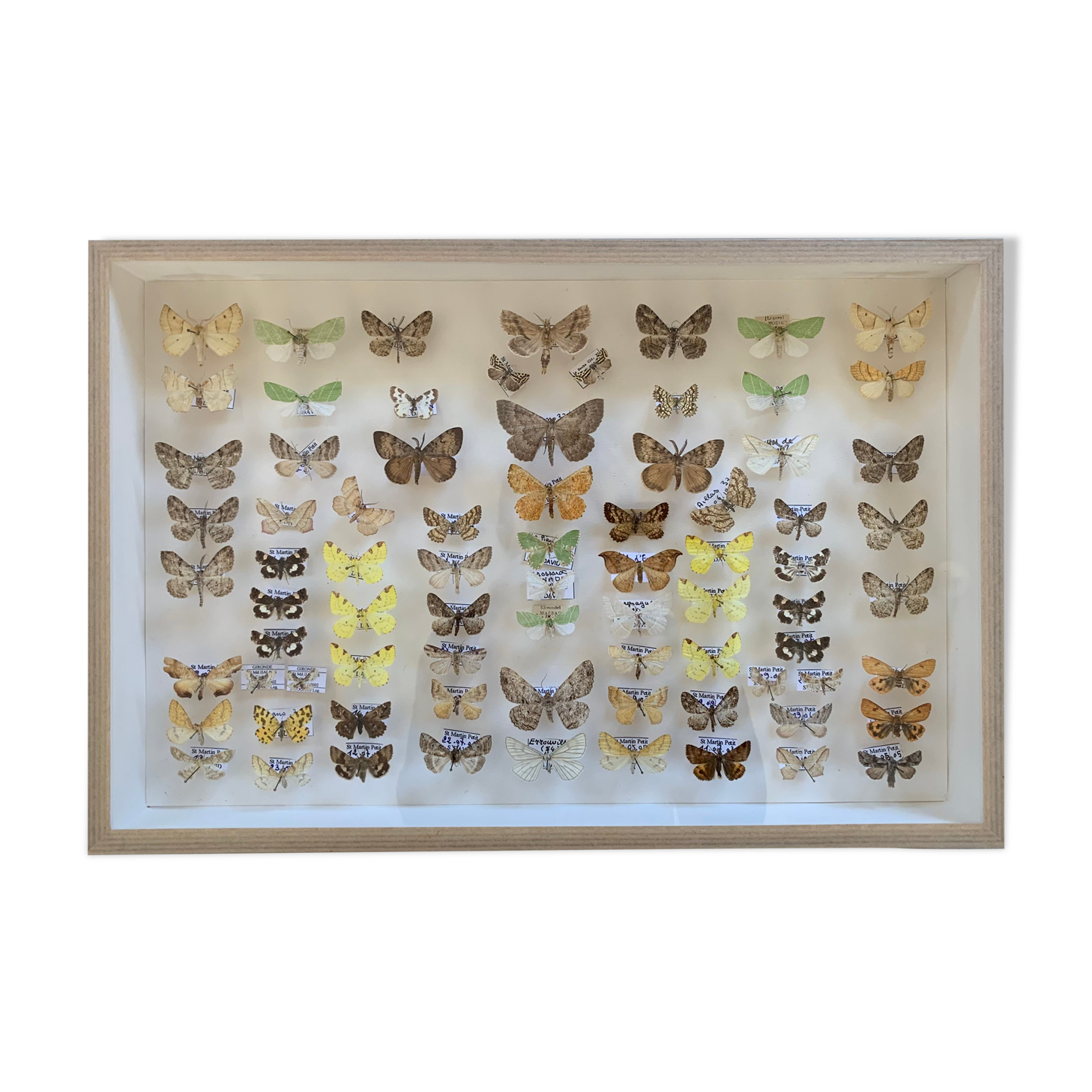 Butterflies stuffed under glass